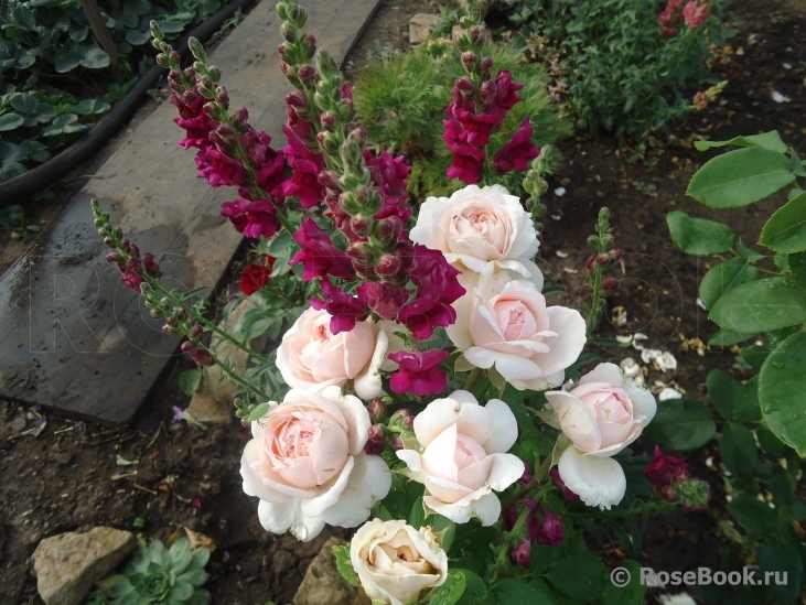 The Lady Gardener