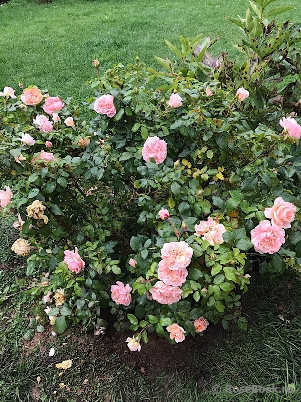 Garden of Roses 