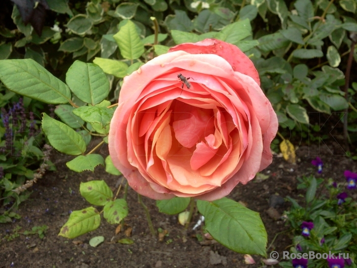 Stefanie´s Rose 