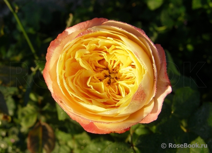 Jardins a Fleur D`eau