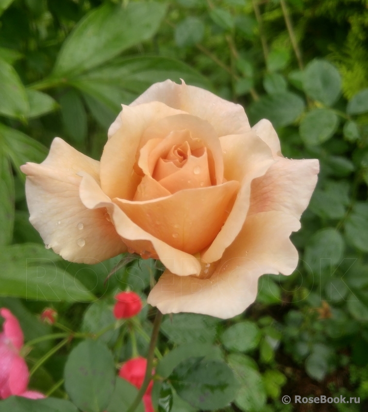 Julia's Rose