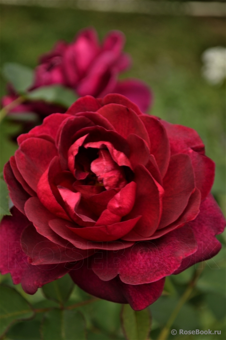 Darcey Bussell 