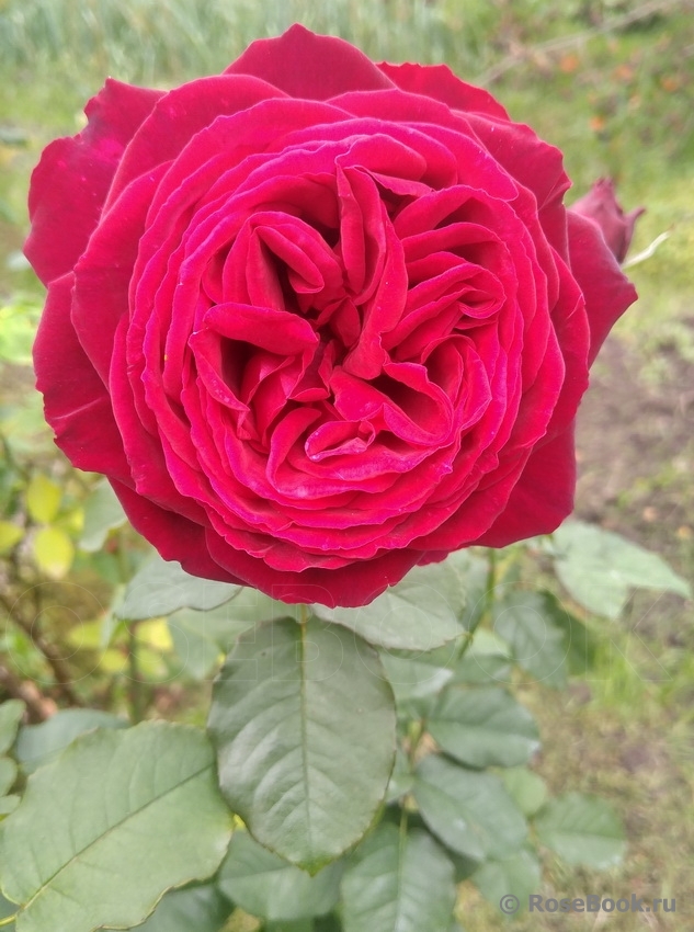 Johann Wolfgang von Goethe Rose®