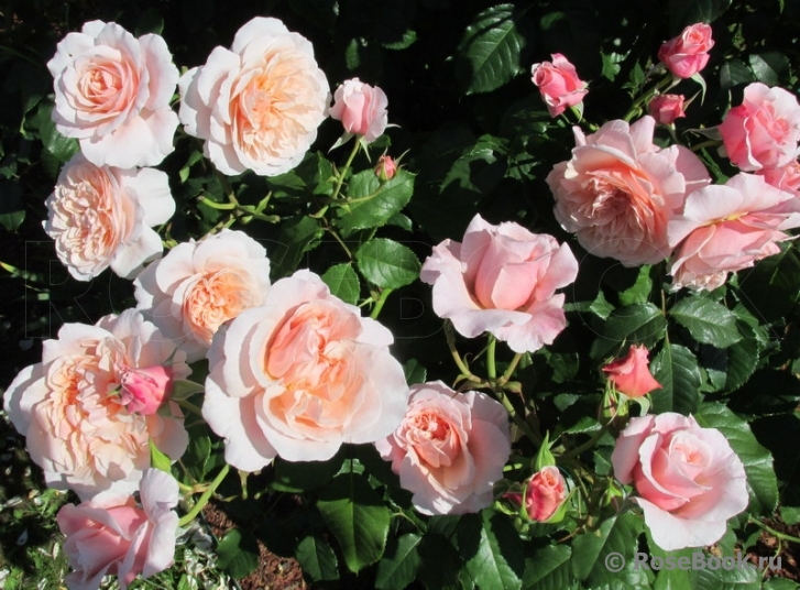 Rose de Tolbiac ®