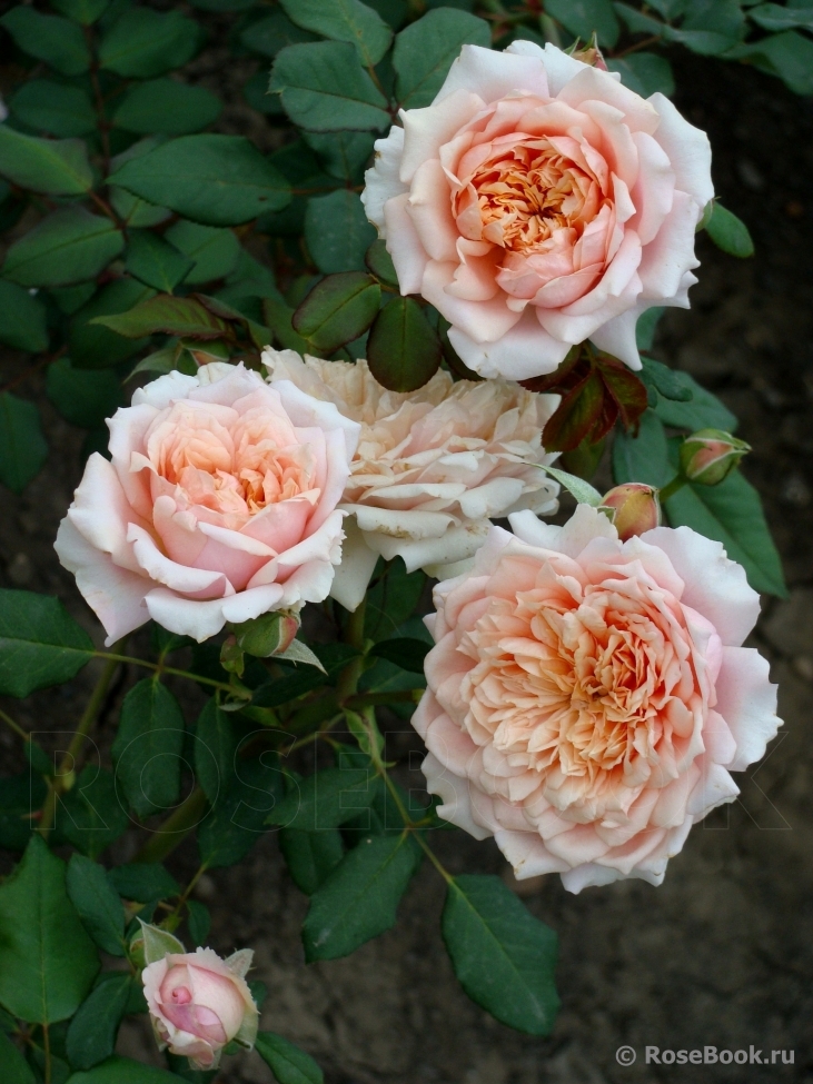 Festival des Jardins de Chaumont