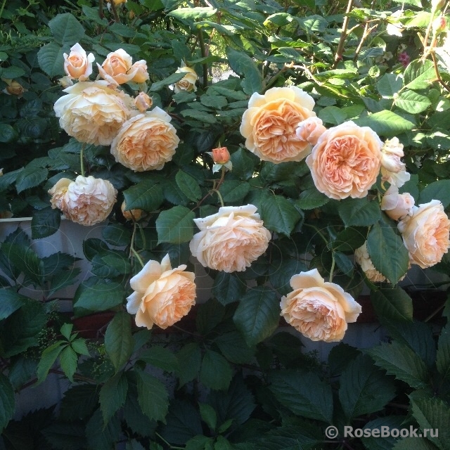 Crown Princess Margareta®