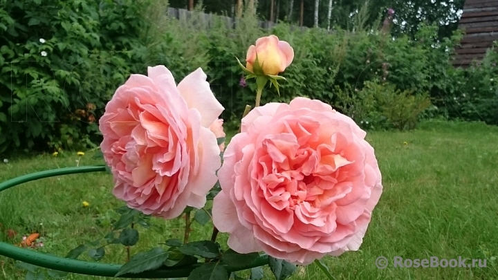 Abraham Darby