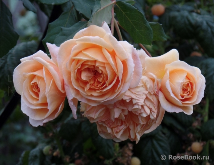 Crown Princess Margareta®