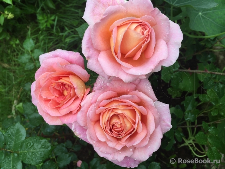 Abraham Darby