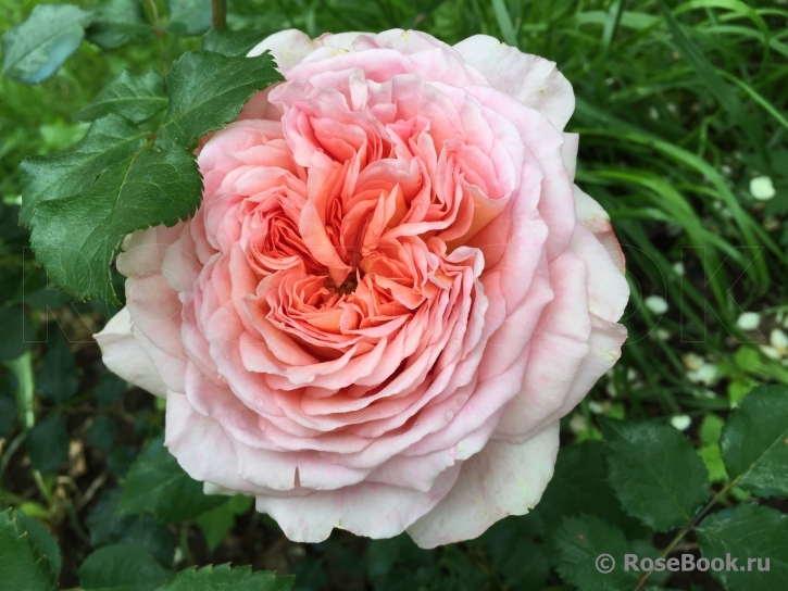 Abraham Darby