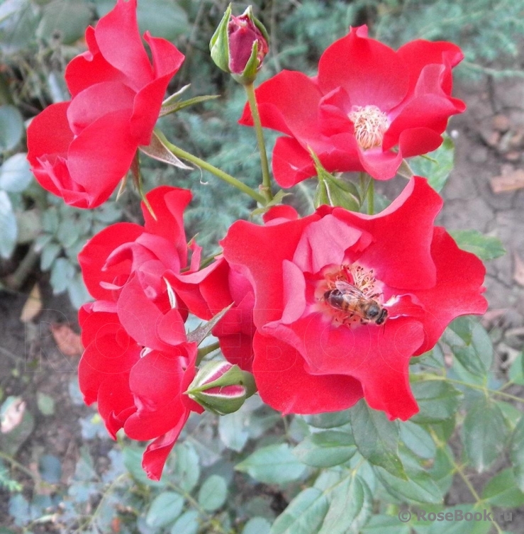 Black Forest Rose ®