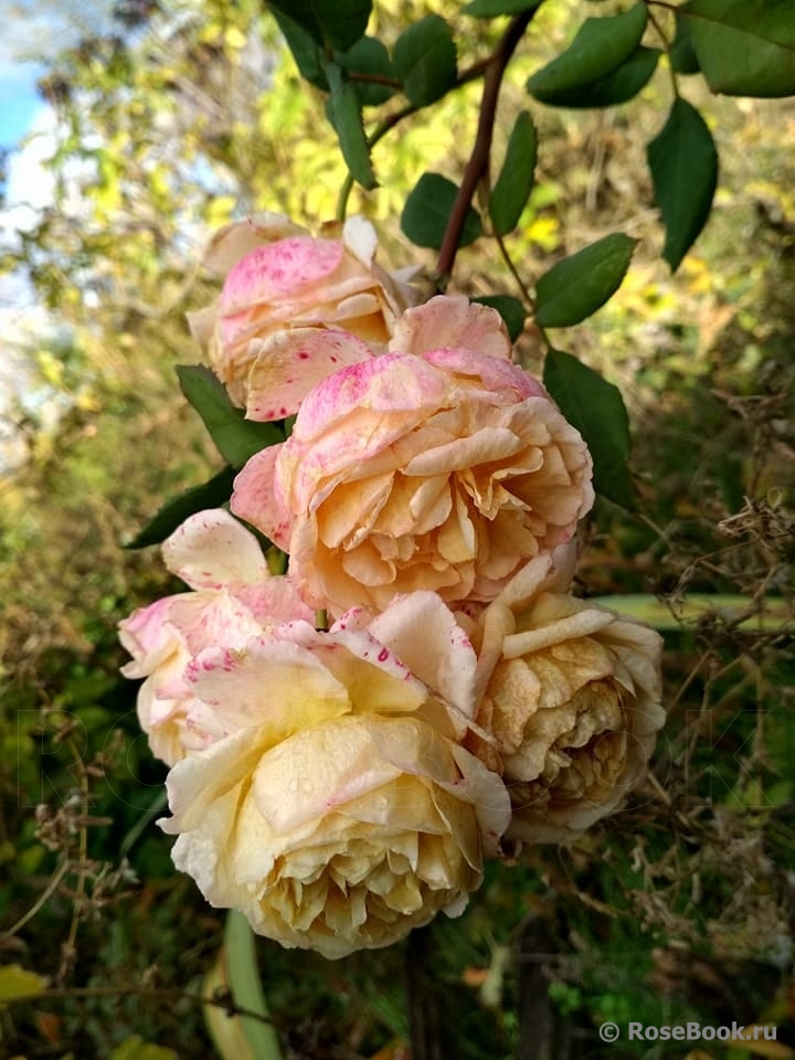 Crown Princess Margareta®