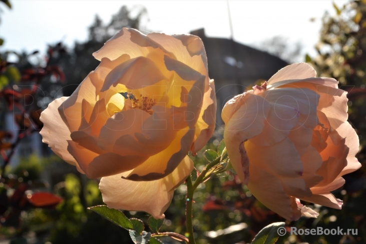 Comtes de Champagne