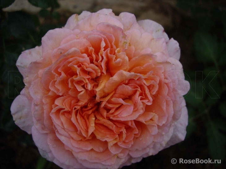 Abraham Darby