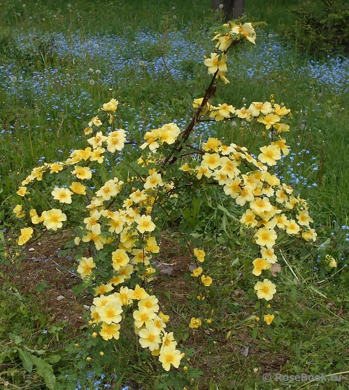 Canary Bird