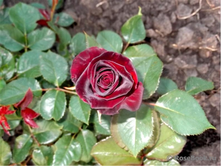 Black Baccara