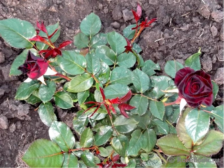 Black Baccara