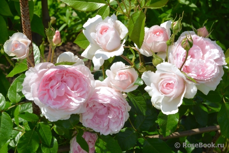 The Wedgwood Rose