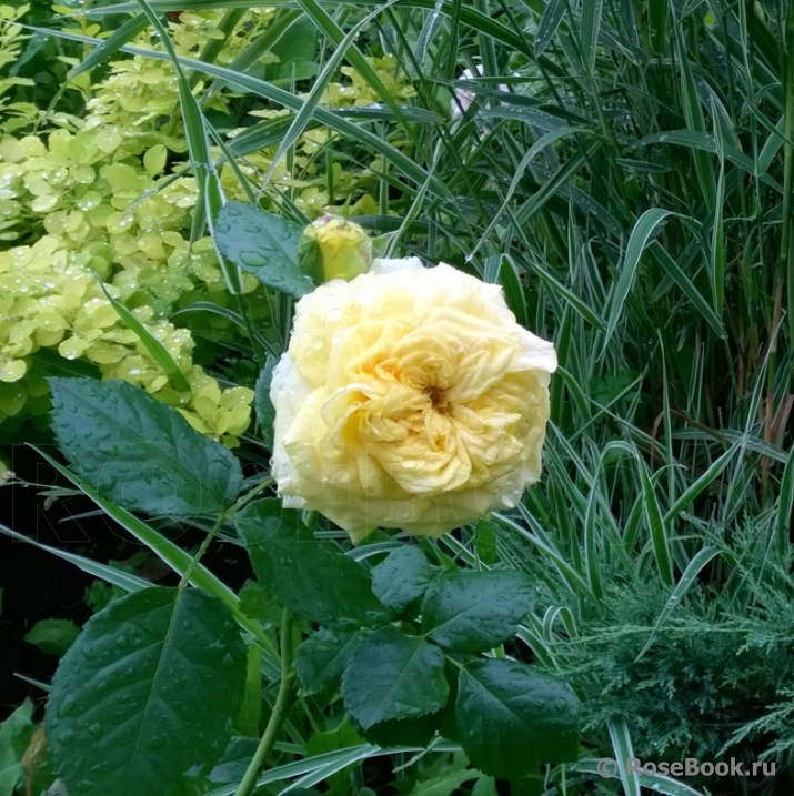 Lemon Pompom