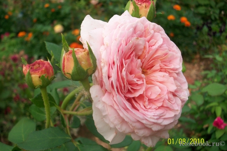 Abraham Darby