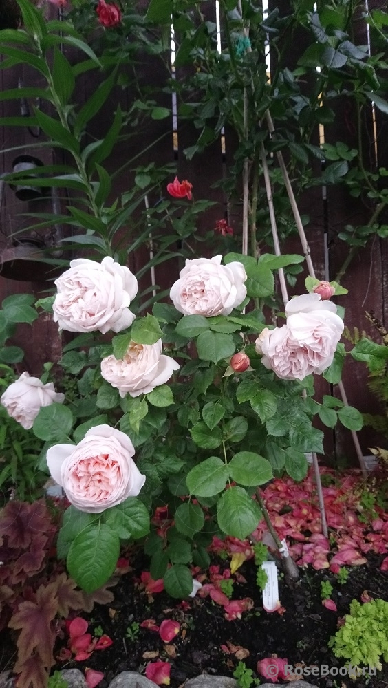 Ambridge Rose 