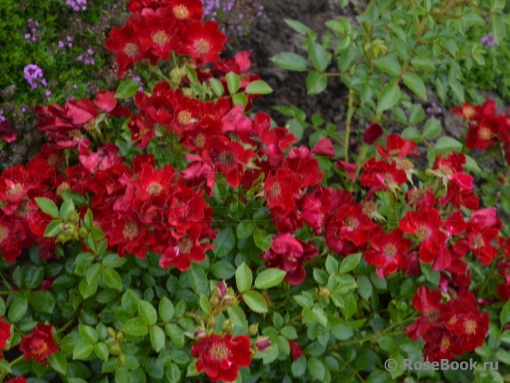 Bienenweide Rot