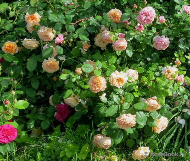 Crown Princess Margareta®