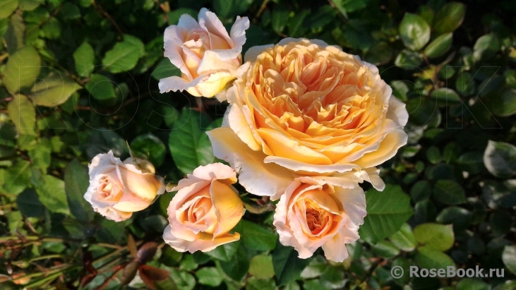 Crown Princess Margareta®