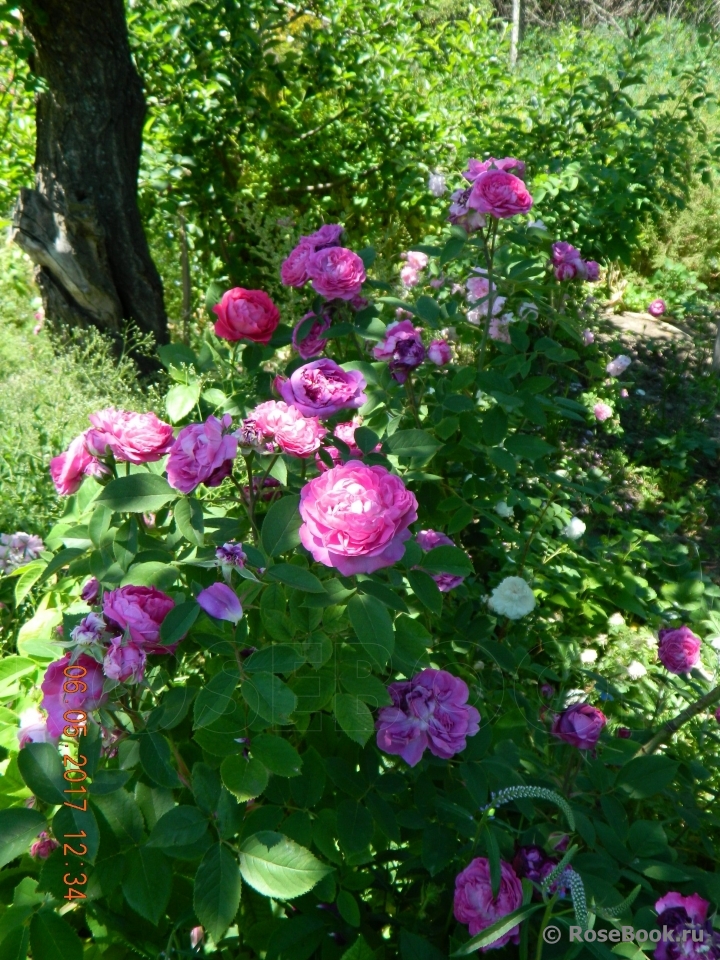 Reine des Violettes