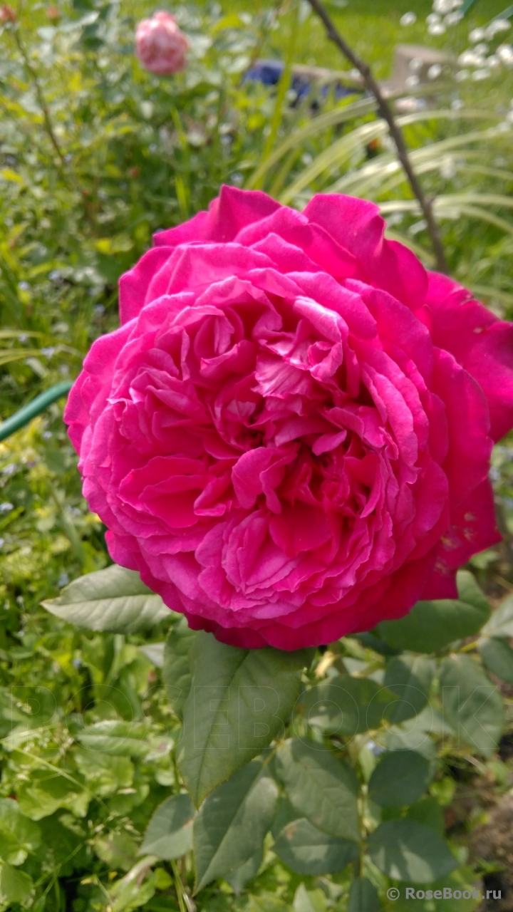 Johann Wolfgang von Goethe Rose®