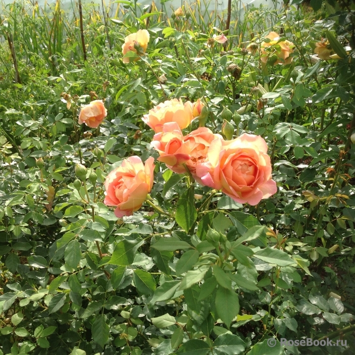 Lady of Shalott 