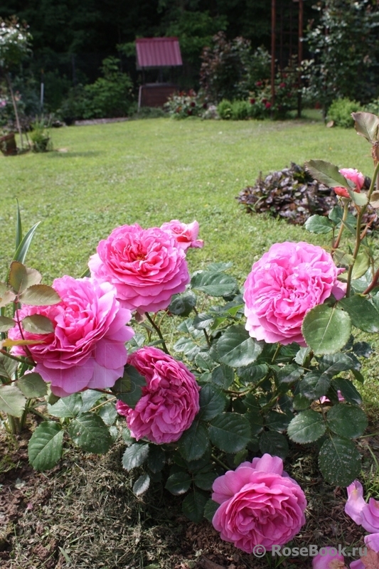 Princess Alexandra of Kent 