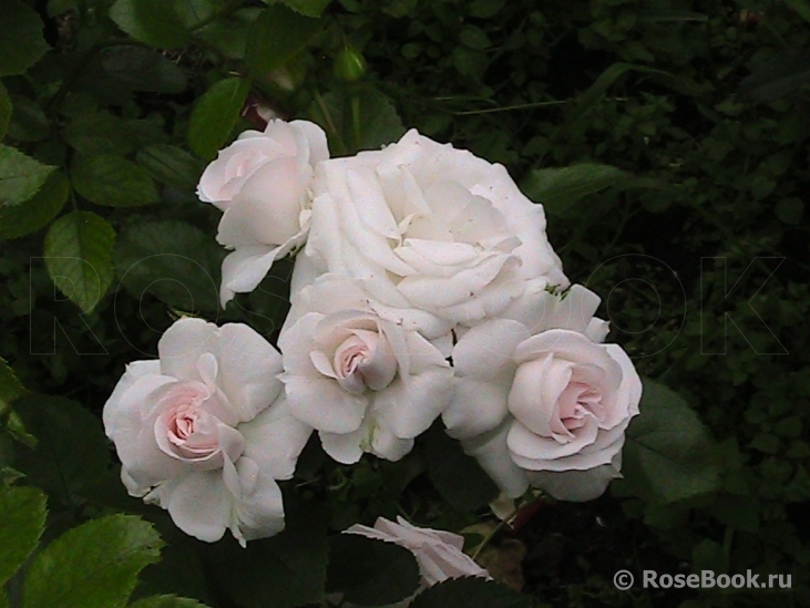 Aspirin Rose