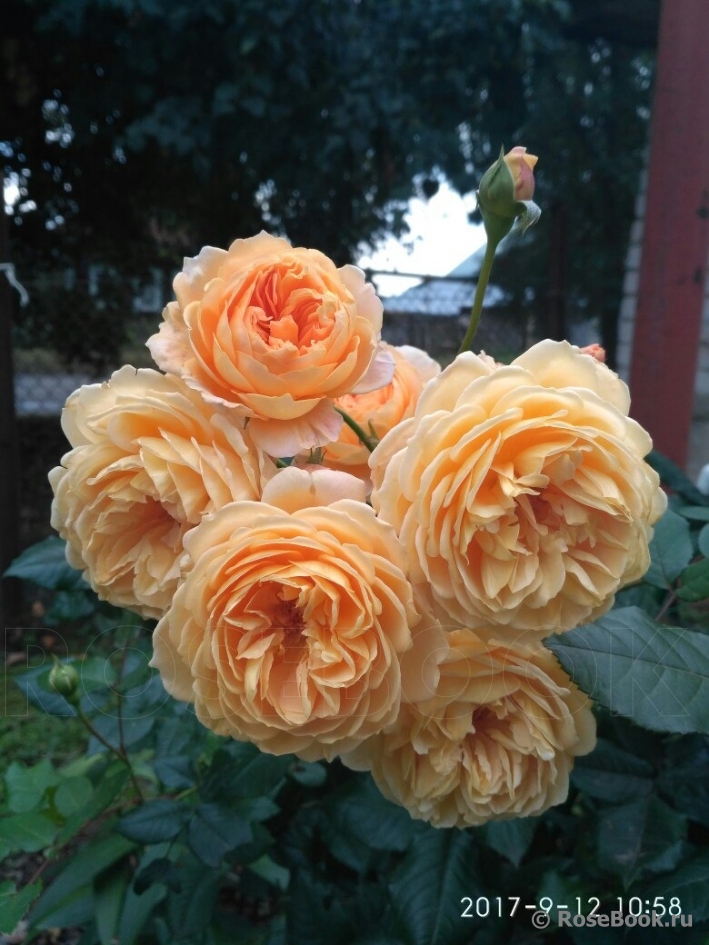 Crown Princess Margareta®