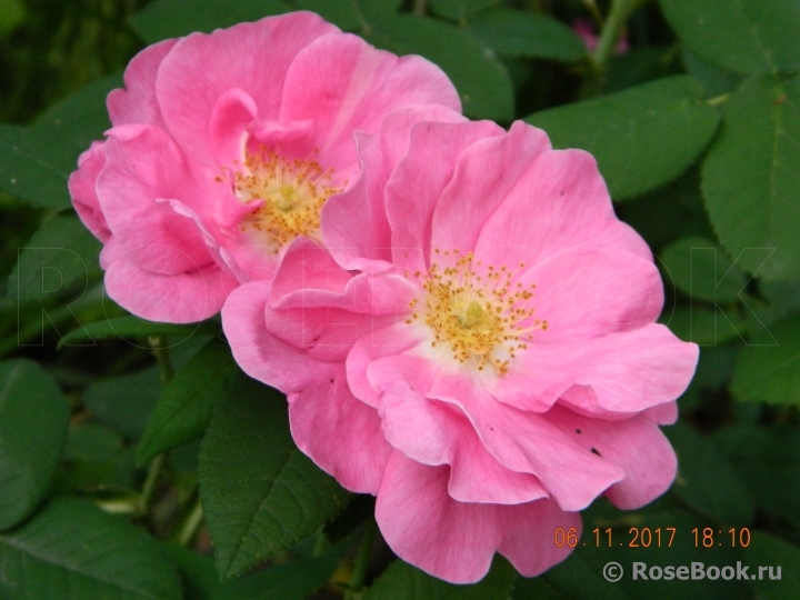 Rosa gallica 'Officinalis'