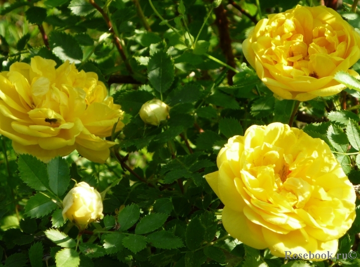 Persian Yellow