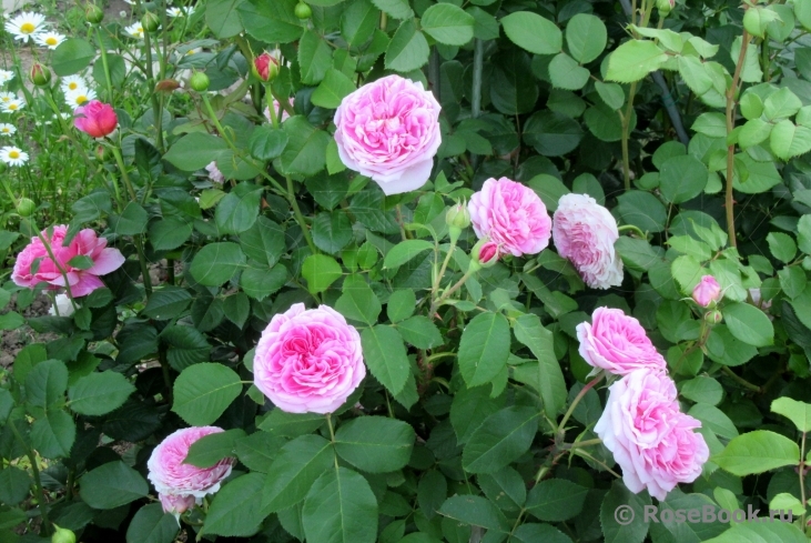 Gertrude Jekyll