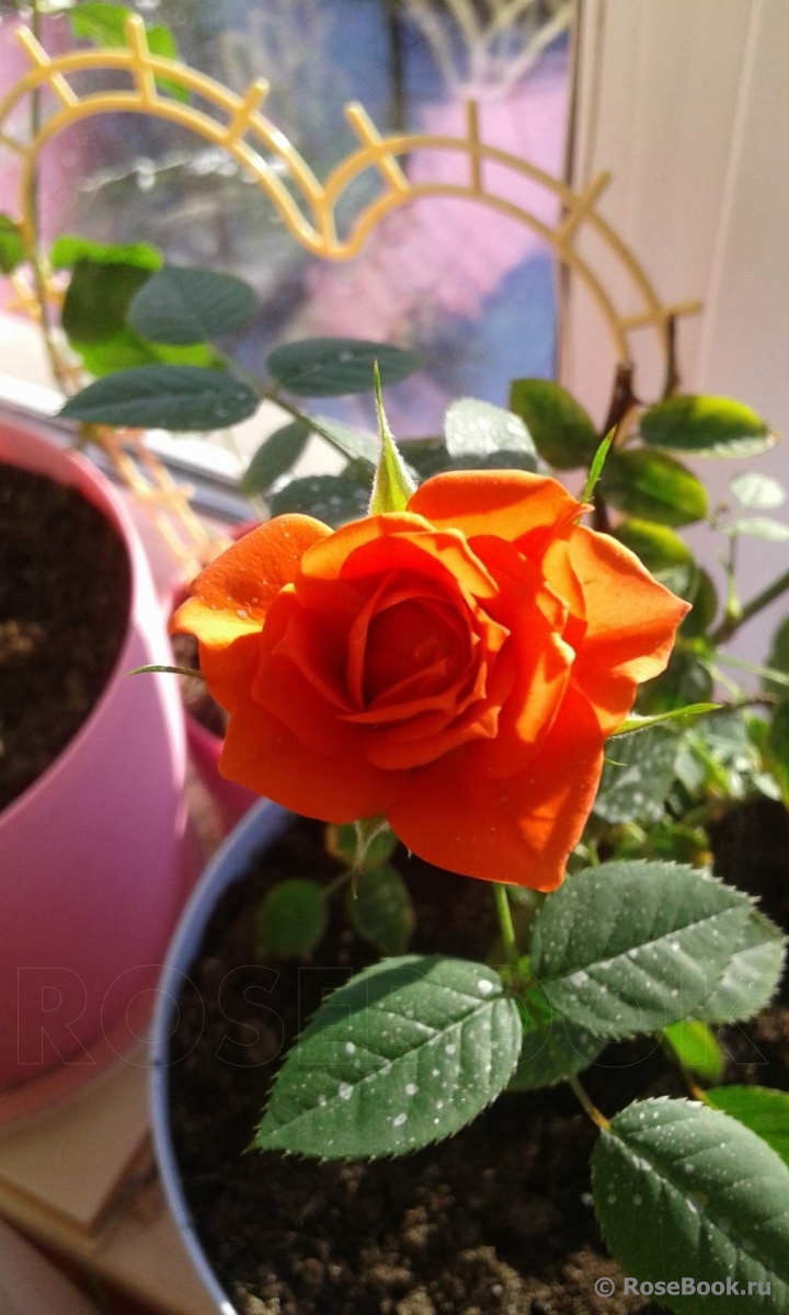 Orange Babyflor 