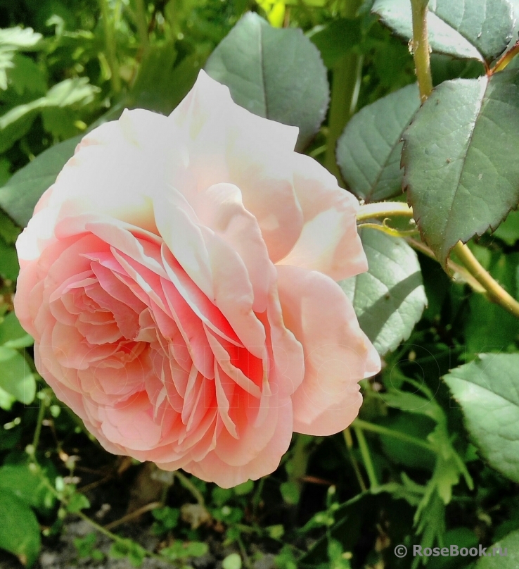 A Shropshire Lad