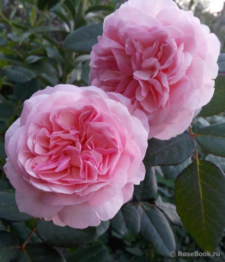 A Shropshire Lad