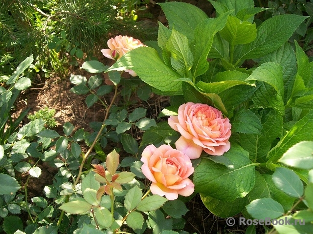 Lady of Shalott 