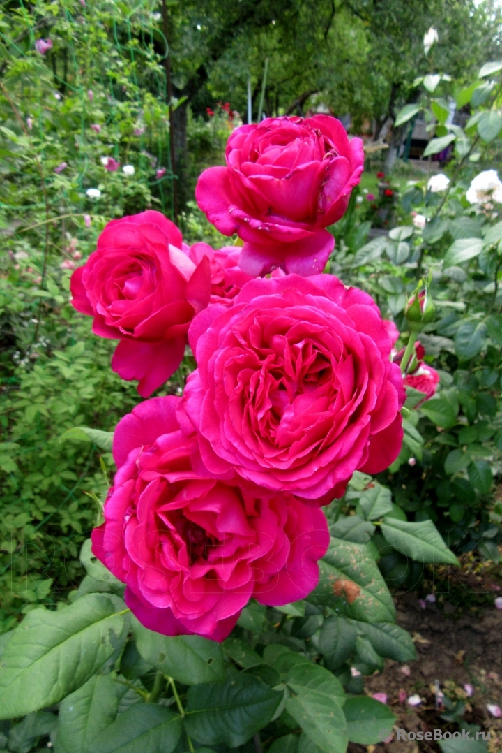 Johann Wolfgang von Goethe Rose®