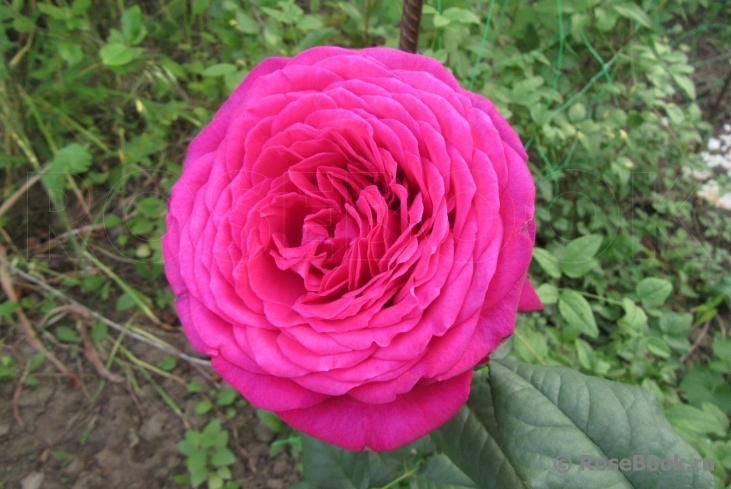 Johann Wolfgang von Goethe Rose®