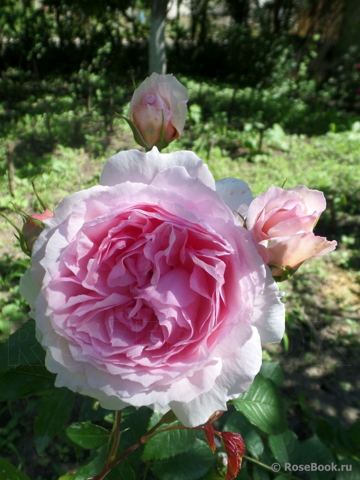 The Wedgwood Rose