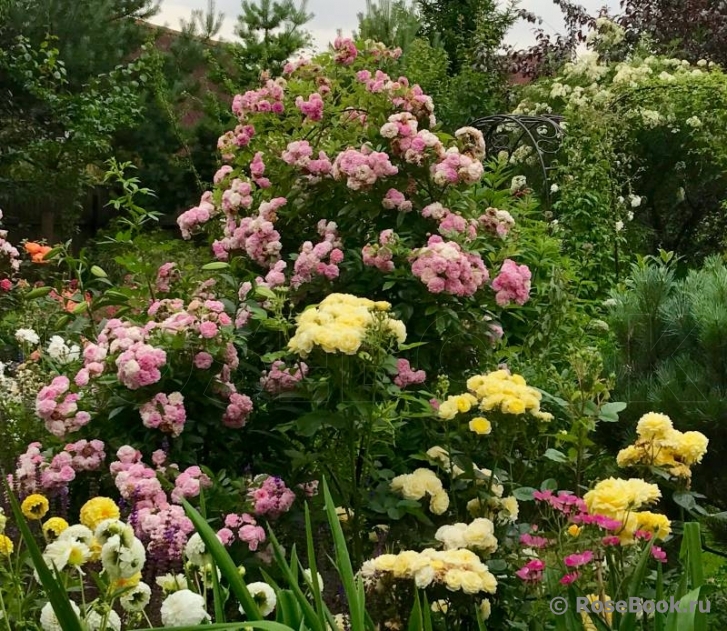 Pink Ghislaine de Féligonde ®