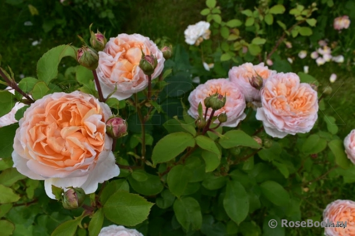 The Lady Gardener