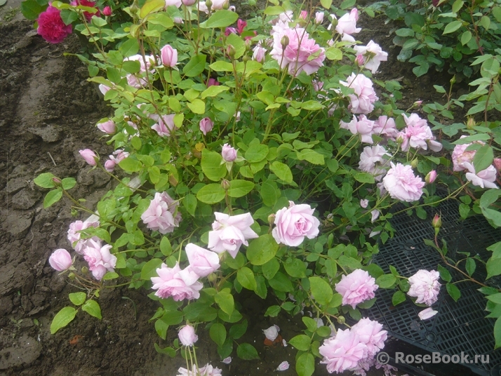 Cottage Rose 