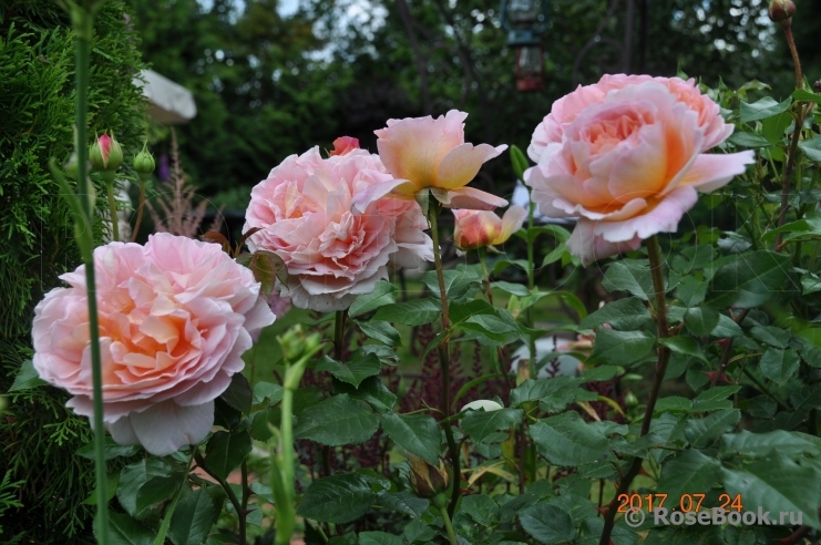 Abraham Darby