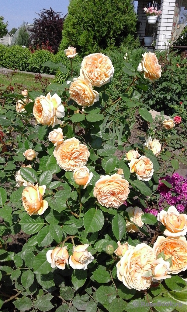 Crown Princess Margareta®