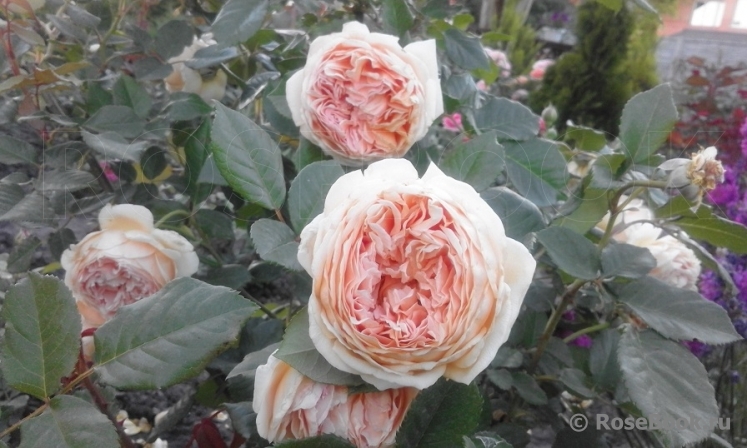 Crown Princess Margareta®